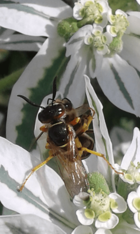 Crabronidae : femmina di Philanthus triangulus? S, ma triangulum!